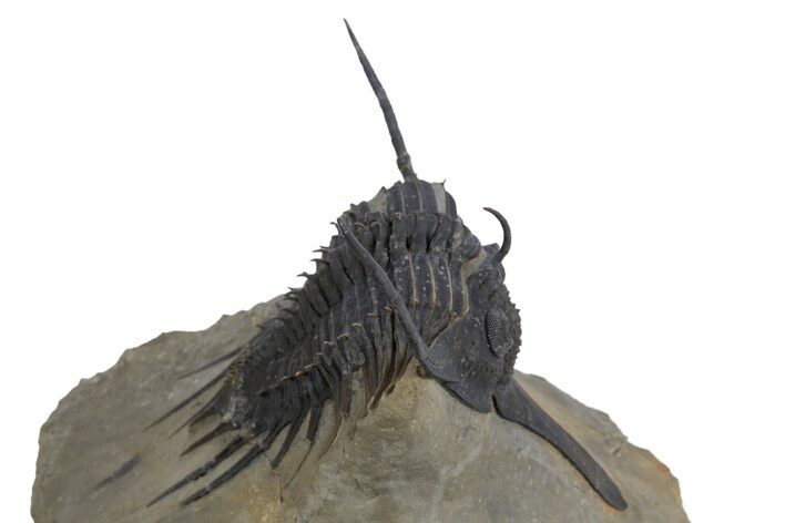 Spiny Psychopyge Trilobite - Issoumour, Morocco #300592